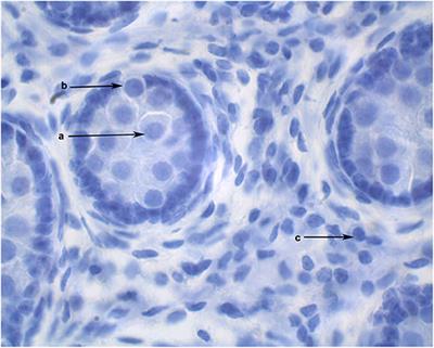 Basal Levels and hCG Responses of Serum Testosterone and Estrogen in Male Alpacas